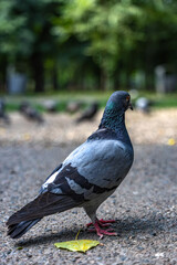 Fototapeta premium pigeon in the city park