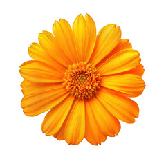 Obraz premium Bright Orange Marigold Flower Standing out on a White Background, Showcasing Intricate Petal Arrangement and Vibrant Color, Symbolizing Cheerfulness and Warmth