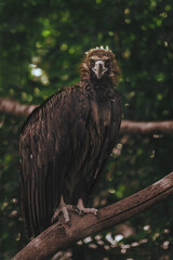 eagle in the zoo