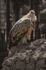 eagle in the zoo