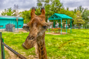 giraffe in the zoo