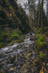 Fototapeta premium mountain river in the forest