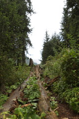 Fototapeta premium pine forest in the mountains