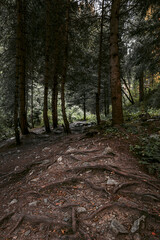Roots of pine tree in the forest
