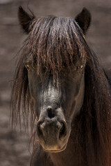 Close up shot of horse in the zoo
