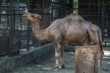 Camel standing in the zoo