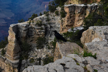 crow overlooking a view 
