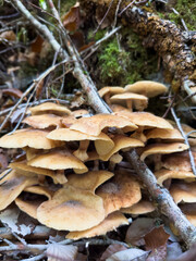 Autumn Forest Mushrooms: A Microcosm of Beauty