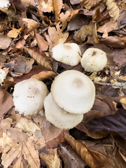 Fototapeta premium Autumn Forest Mushrooms: A Microcosm of Beauty