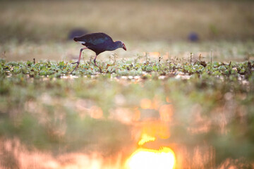 The purple swamphen Feeding in Sunrise 