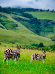 Vertical view of two zebras grazing in the grassland valley of the Drakensberg with Catkin Peak in the background, KwaZulu-Natal, South Africa