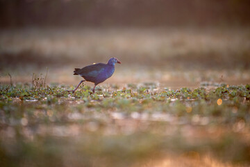 Obraz premium A captivating image of purple swamphen bird foraging in a grassy field. 
