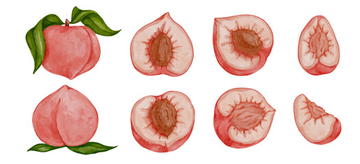 Set of ripe peach fruits and pieces of juicy nectarines. Vector graphics.