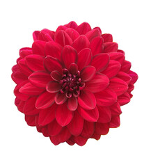 RED FLOWER ON WHITE BACKGROUND