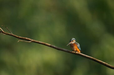 The Common Kingfisher 
