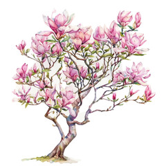 A watercolor drawing of a Magnolia Tree, isolated on a white background. Magnolia Tree vector.