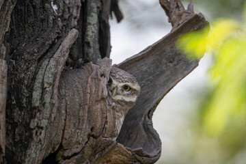 The Spotted Owlet in Nest in Tree 