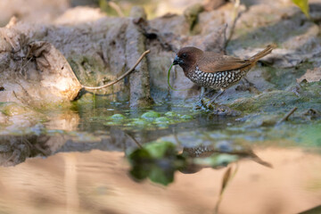 Scalybreasted Munia Bird by Water, Nature, Wildlife, Avian, Reflection