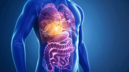 Human Anatomy Illustration of Lungs and Digestive System