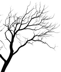 Obraz premium Silhouette of bare tree branches against a white sky