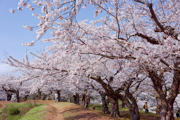 Fototapeta premium 五稜郭タワーと桜 