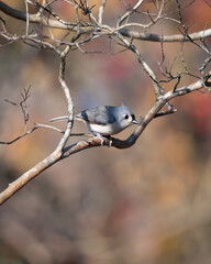 Tufted titmouse on a fall afternoon