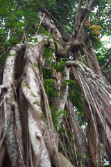 Intricate Tree Roots and Branches in Nature