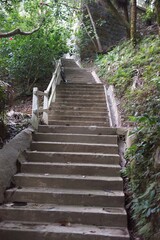 Lush Green Staircase in Nature