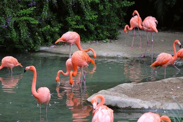 Grupo de flamingos dando un paseo por estanque 
