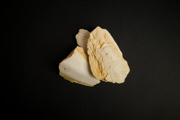 Squid Shell Close-Up on Black Background