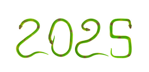 green rubber snakes making 2025 caption,2025 is year of the snake