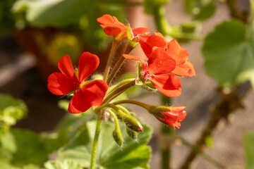 Obraz premium red and yellow flowers of a pellagonium