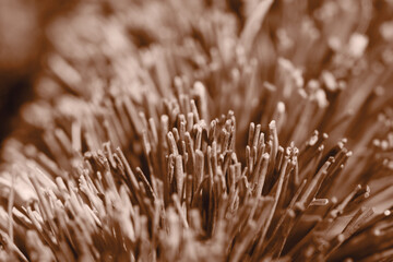 Mocha Mousse color of year 2025. Brown brush bristles natural material