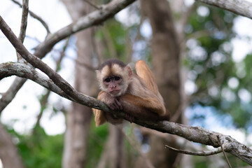 Vegetação e fauna Amazônia