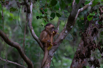 Vegetação e fauna Amazônia