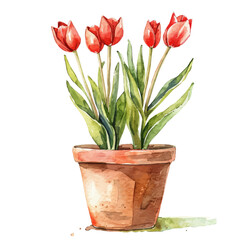 A watercolor drawing of a Pot with Tulips, isolated on a white background. Pot with Tulips vector.