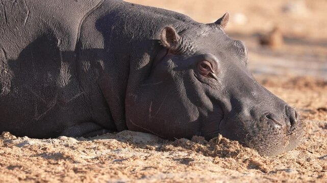 Hippo or Hippopotamus (Hippopotamus amphibius) large male bull resting at mid day along an African river. Shows territorial fighting scars. Slow motion, 25 percent natural speed.