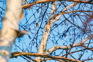 Sunlight illuminating branches of a birch tree against a clear blue sky during early morning