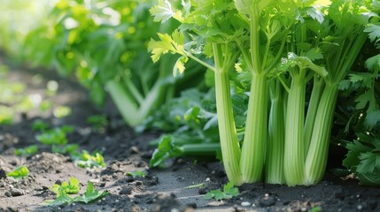 Obraz premium Fresh celery growing in garden, closeup. Vegetable farming