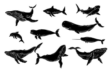 Collection of silhouettes, stamps of predatory marine mammals, fish. Vector graphics.