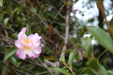 Camellia sasanqua es una especie de camelia originaria de Japón y China. En Japón, se encuentra...
