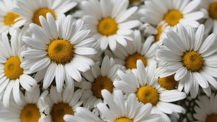 Obraz premium Chamomile flower pattern with soft shadows background