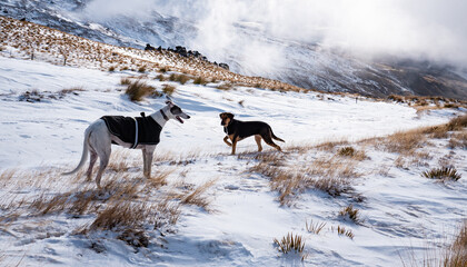 Naklejka premium Dogs in nature winter landscape snow stunning beauty new zealand central otago freedom hiking walking