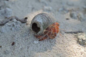 close up of giant hermit crab on the beach in Tahiti