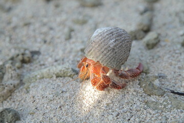 close up of giant hermit crab on the beach in Tahiti