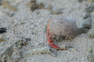 close up of giant hermit crab on the beach in Tahiti