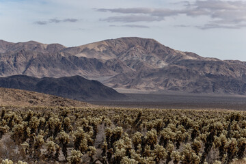 Cholla Cactus Garden Trail，Colorado Desert section of the Sonoran Desert. Joshua Tree National...