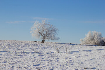 frost covered trees in a pasture