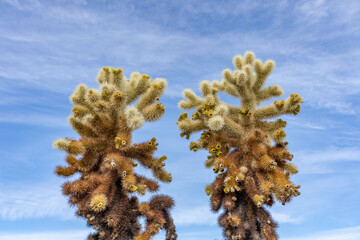 Cholla Cactus Garden Trail，Colorado Desert section of the Sonoran Desert. Joshua Tree National Park, California. Cylindropuntia bigelovii, the teddy-bear cholla, is a cholla cactus.
