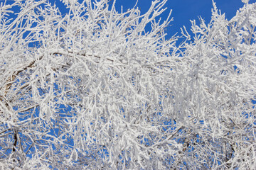 frosty tree branches